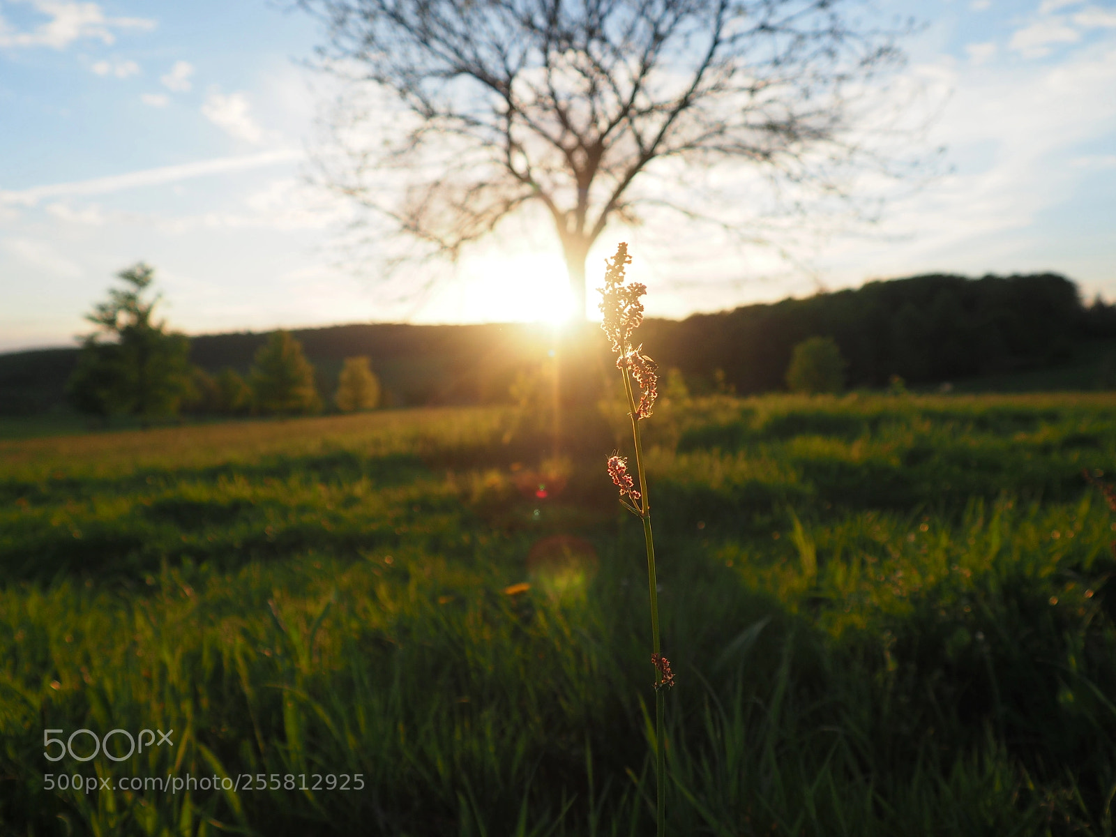 Olympus OM-D E-M10 sample photo. The meadow photography