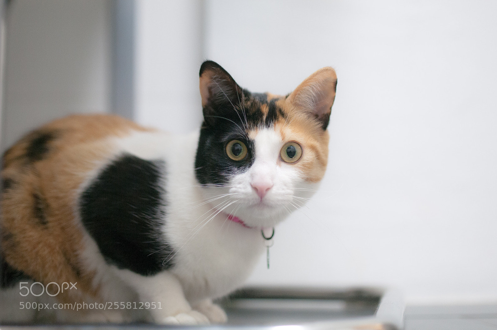 Nikon D300S sample photo. Cat photography