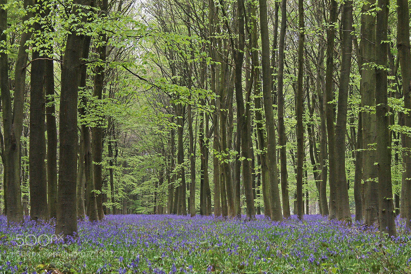 Canon EOS 1100D (EOS Rebel T3 / EOS Kiss X50) sample photo. Wychwood bluebells photography
