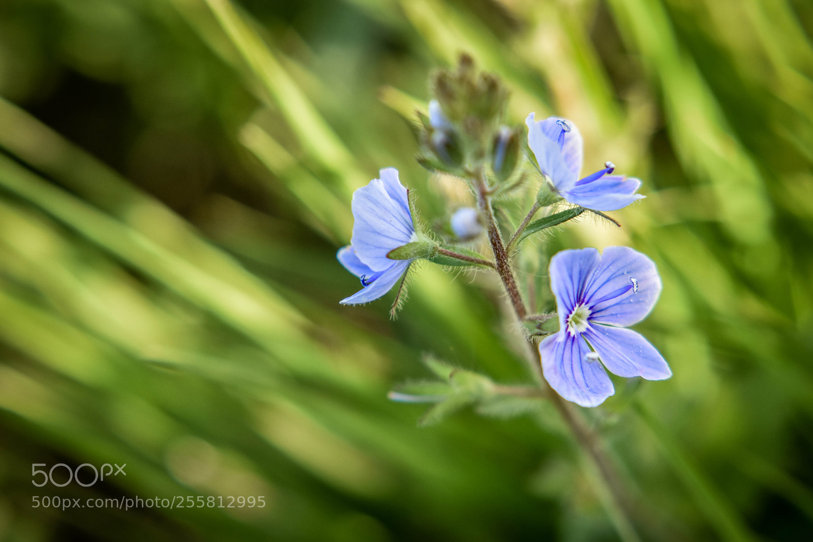Nikon D5500 sample photo. F12 photography