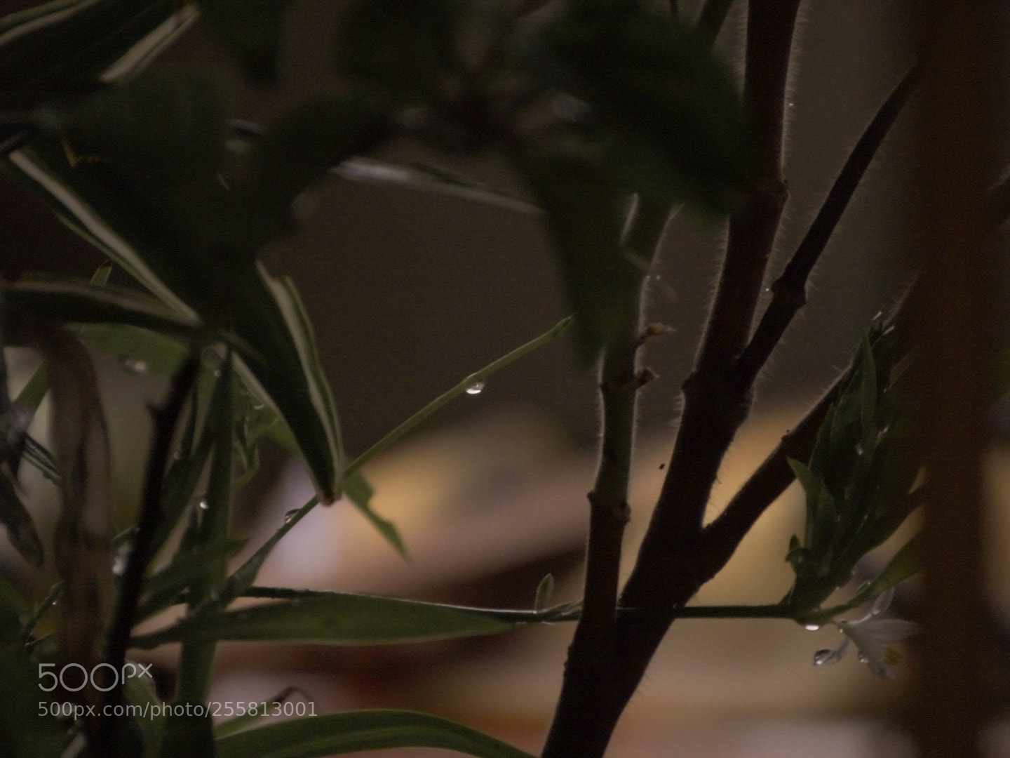 Sony Cyber-shot DSC-HX400V sample photo. Untitled photography