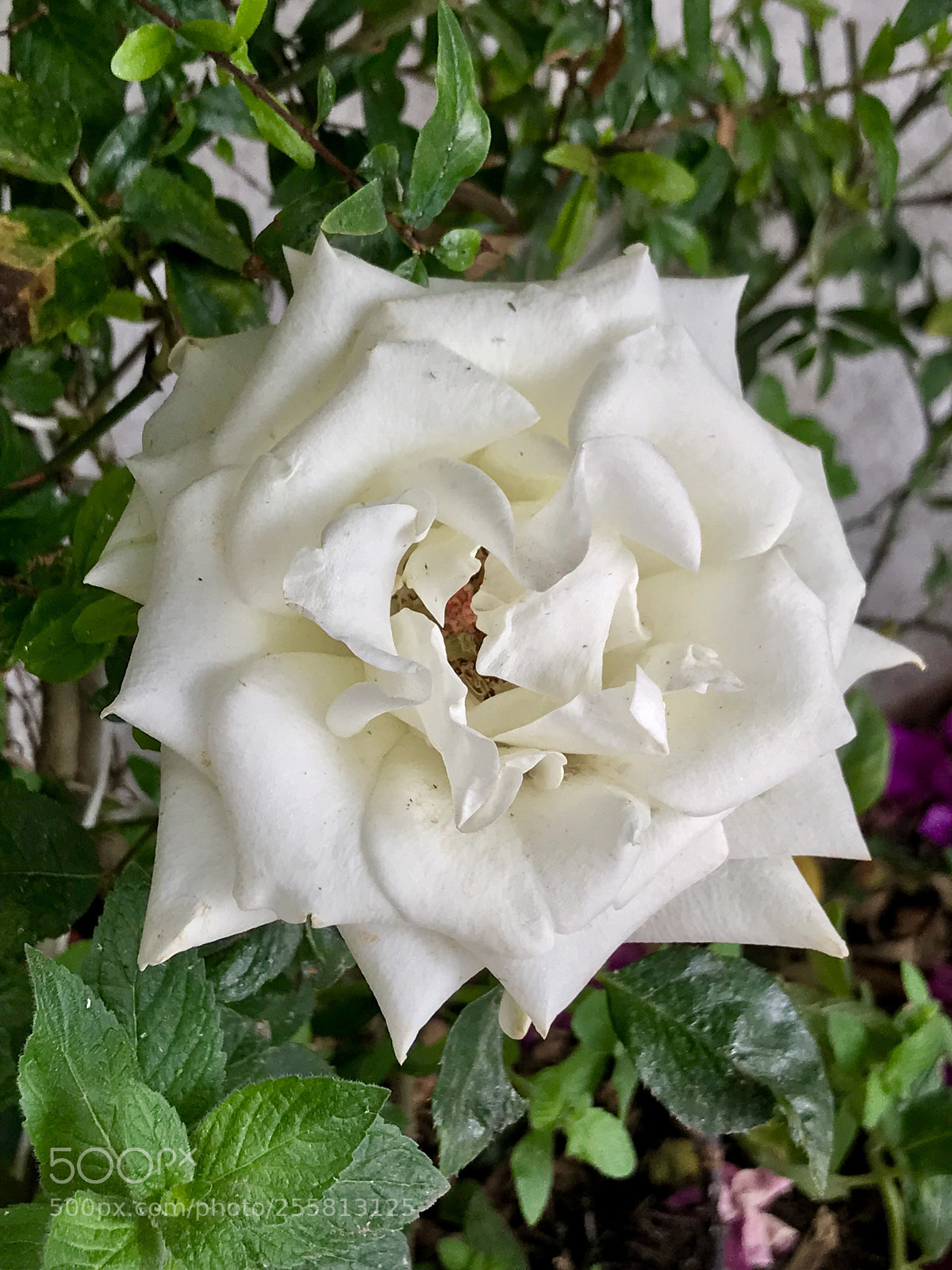 Apple iPhone 7 Plus sample photo. Untitled photography