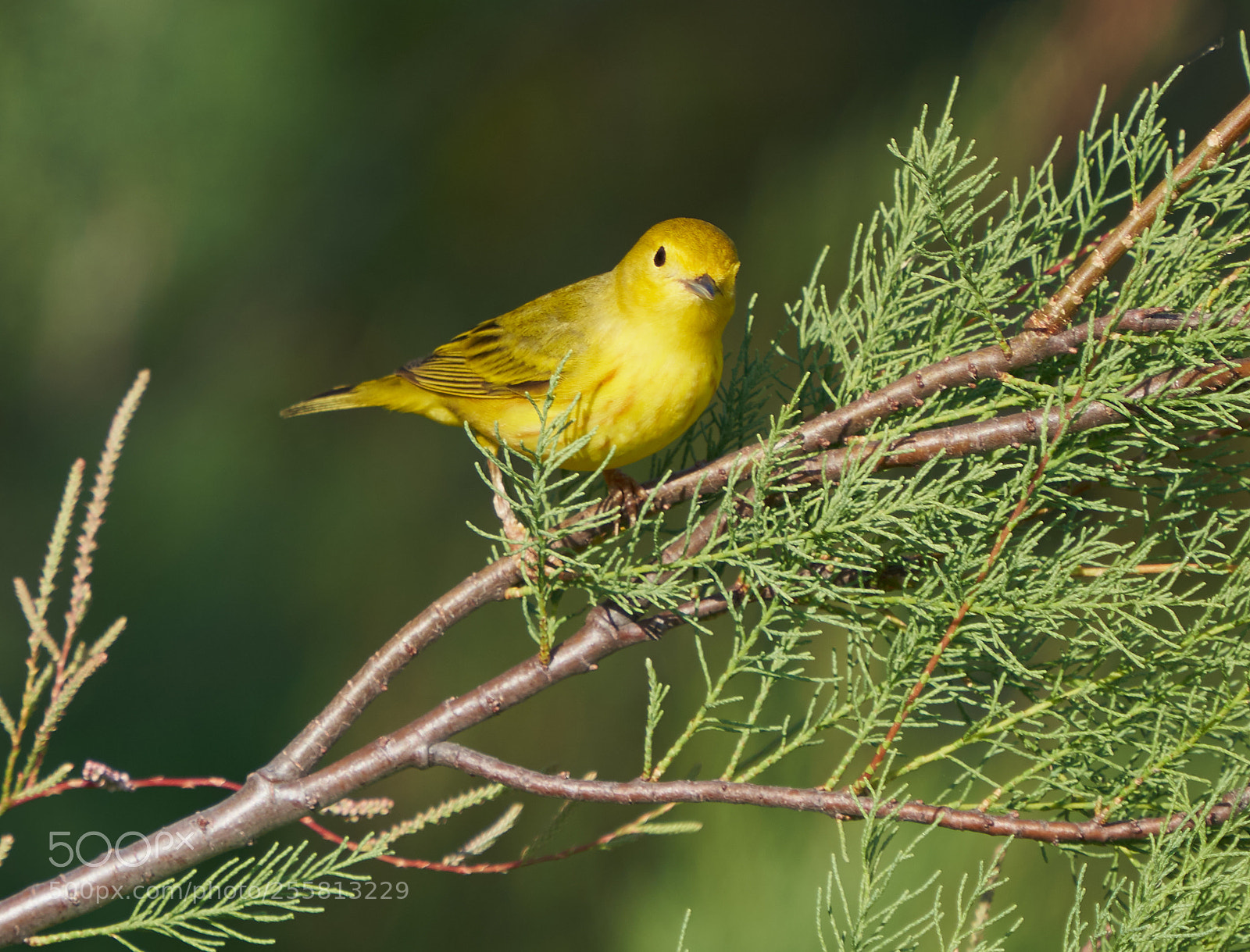 Sony a7R III sample photo. American warbler photography