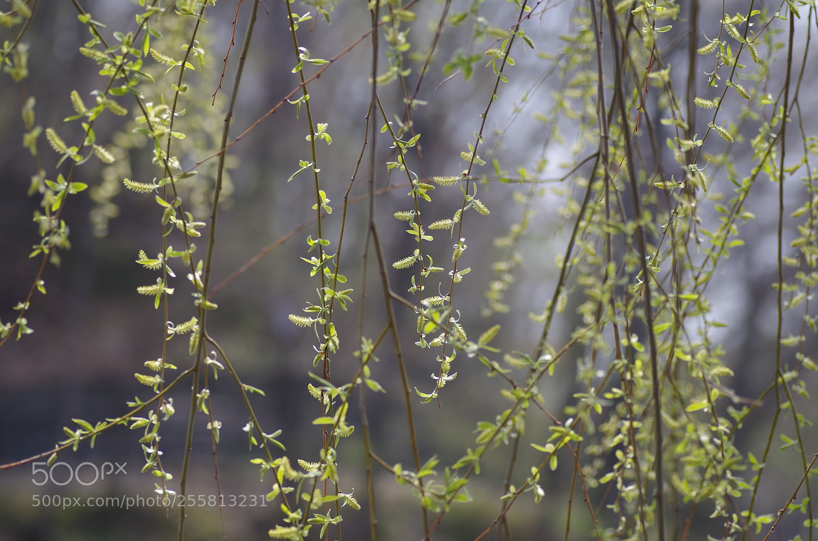Pentax K-30 sample photo. Weeping willow flowering photography