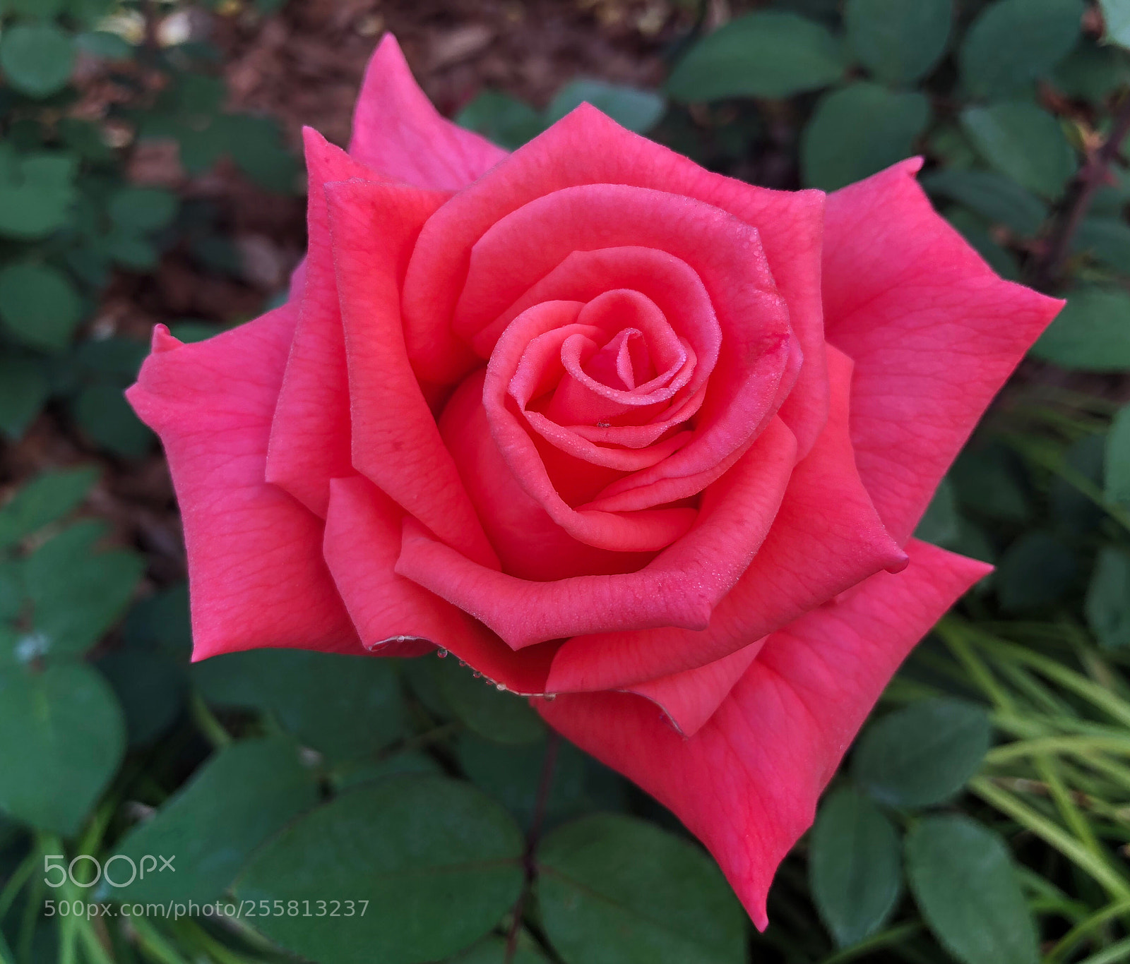 Apple iPhone X sample photo. Untitled photography