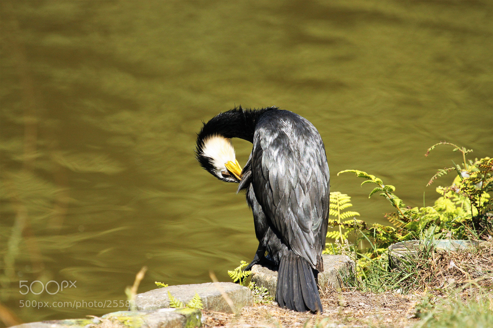 Canon EOS 500D (EOS Rebel T1i / EOS Kiss X3) sample photo. White faced shag photography