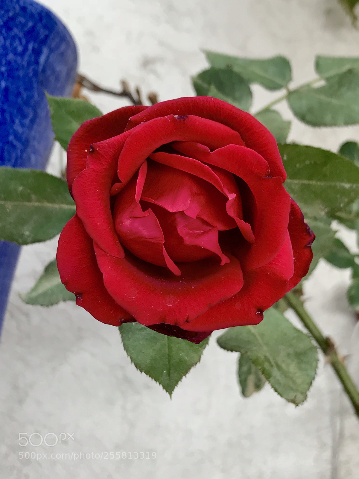 Apple iPhone 7 Plus sample photo. Untitled photography