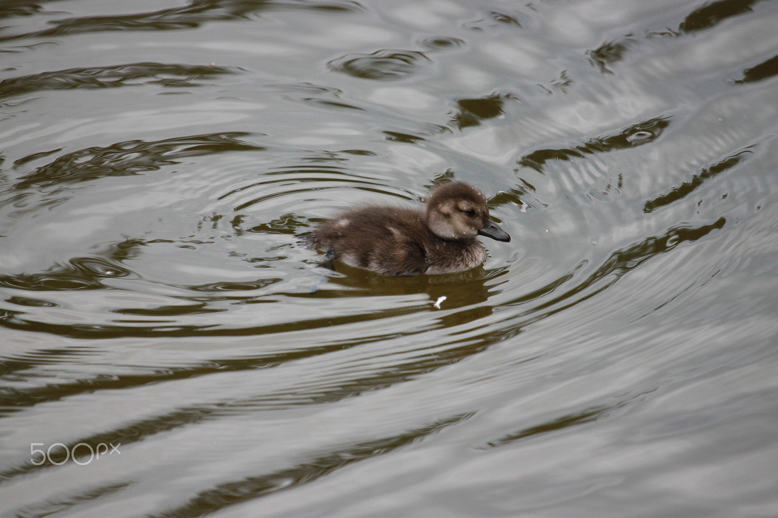 Canon EF 100-400mm F4.5-5.6L IS USM sample photo. Young duckling photography