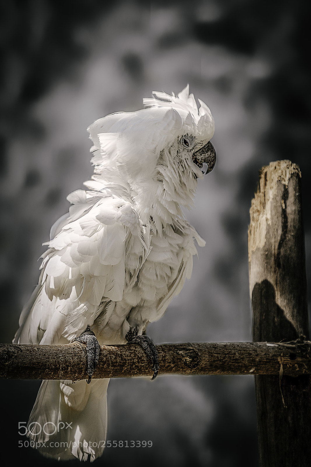 Canon EOS 6D Mark II sample photo. Bird photography