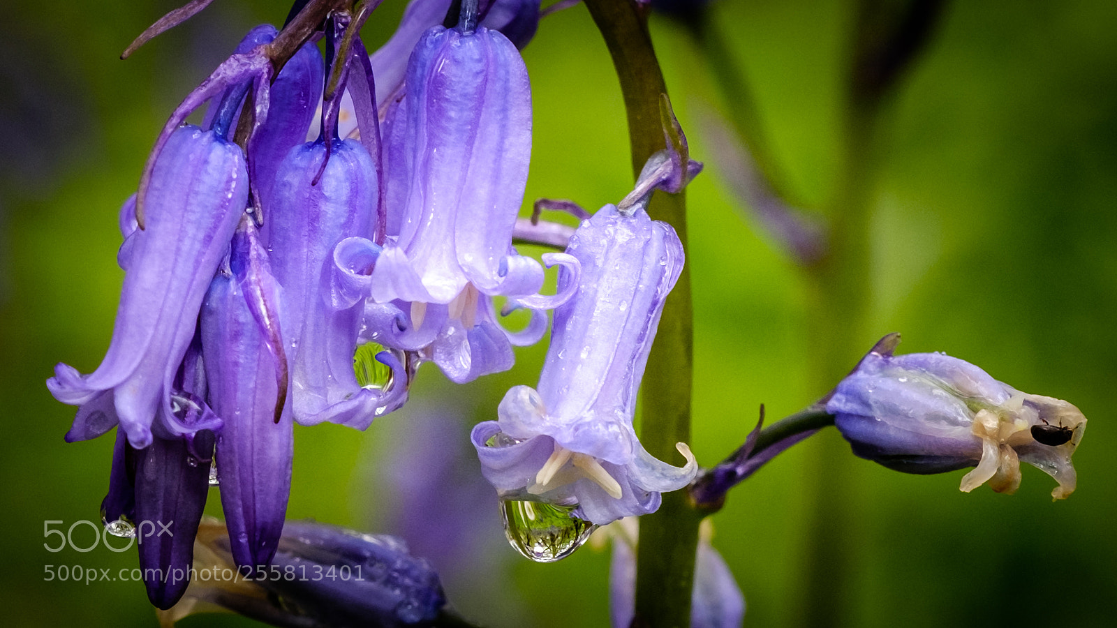 Fujifilm X-T2 sample photo. Bluebells in a bluebell photography