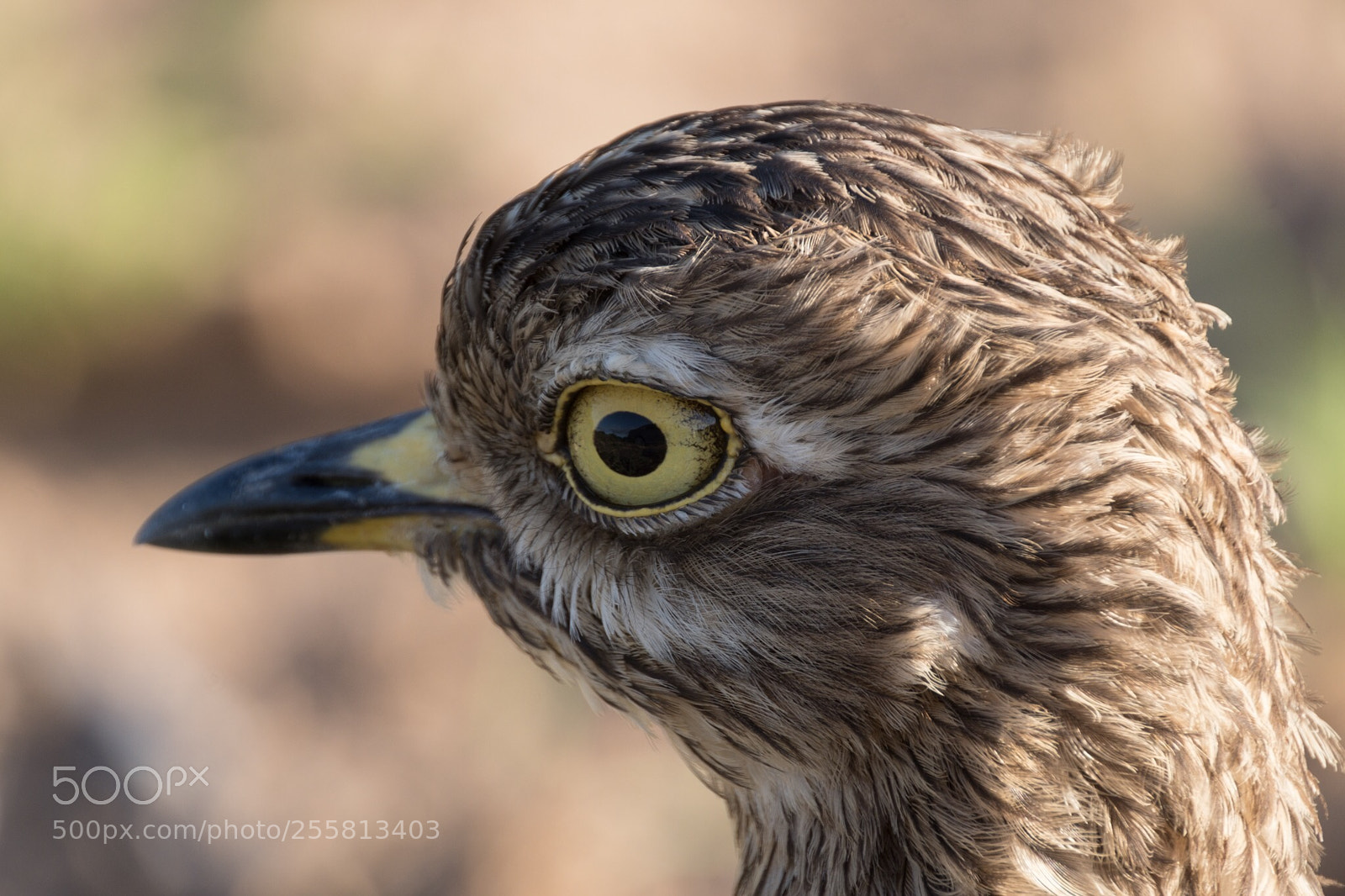 Fujifilm X-T2 sample photo. Bird from addo elephant photography