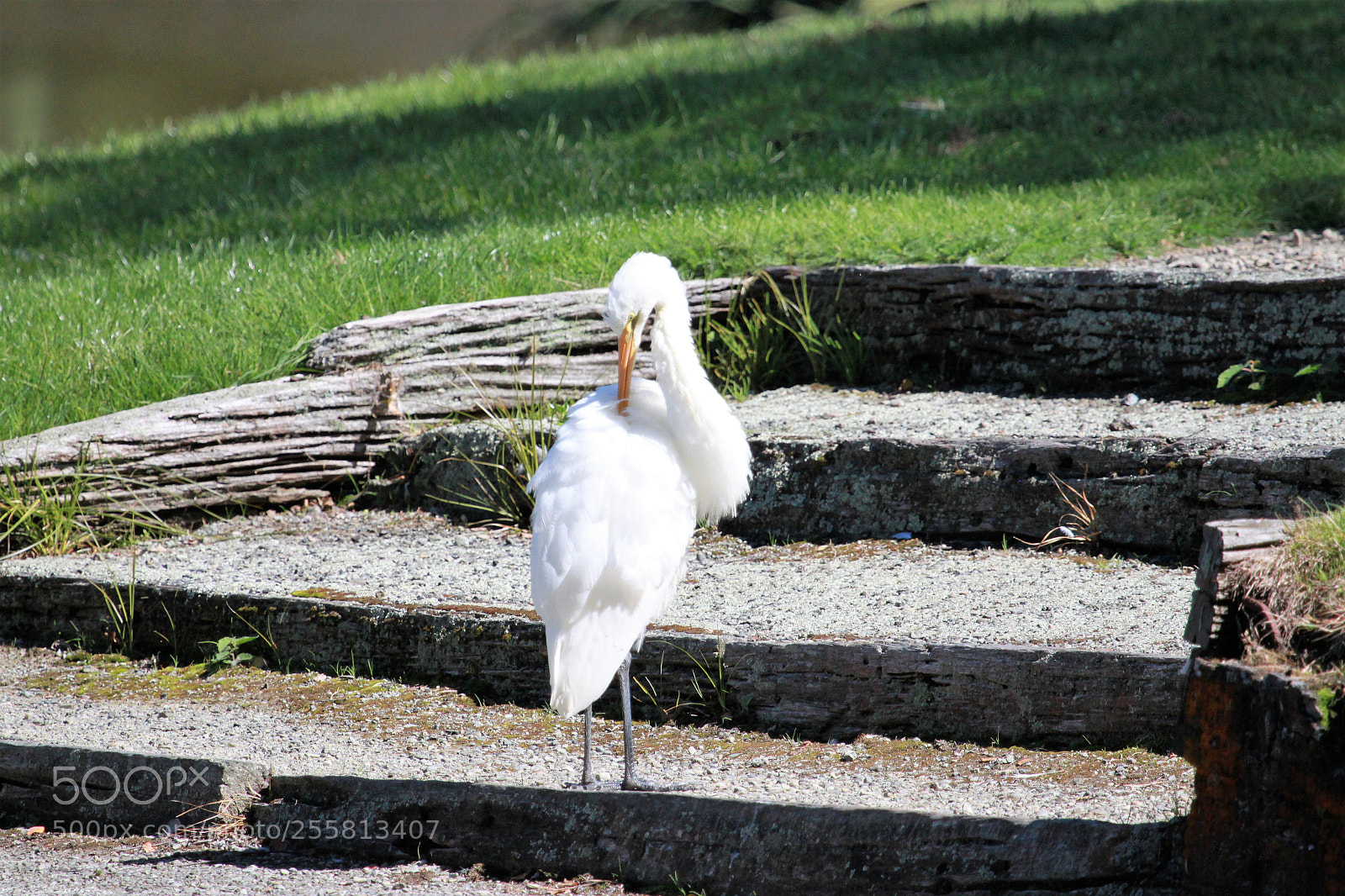 Canon EOS 500D (EOS Rebel T1i / EOS Kiss X3) sample photo. White heron photography