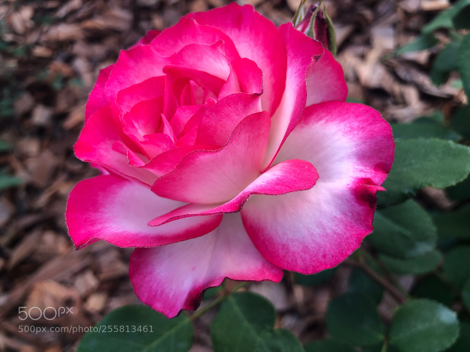 Apple iPhone X sample photo. Untitled photography