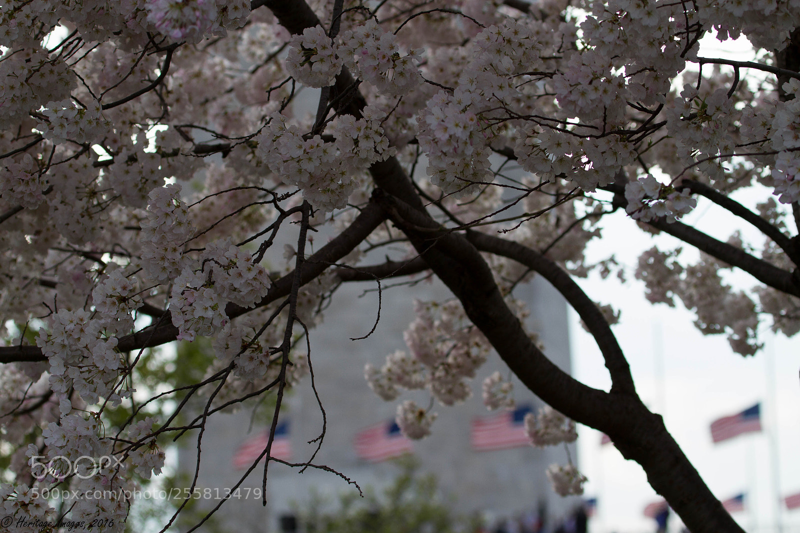 Canon EOS 7D sample photo. Cherry blossoms against monument photography