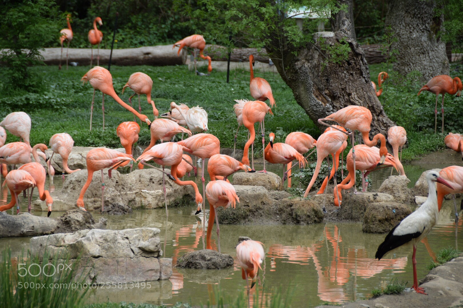 Nikon D5300 sample photo. Flamingos photography