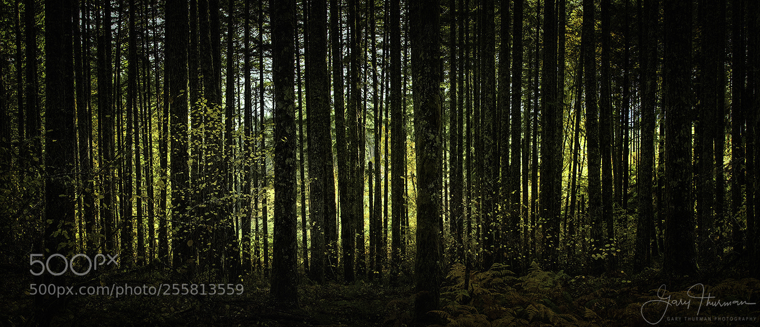 Canon EOS 7D Mark II sample photo. Deep forest pano photography