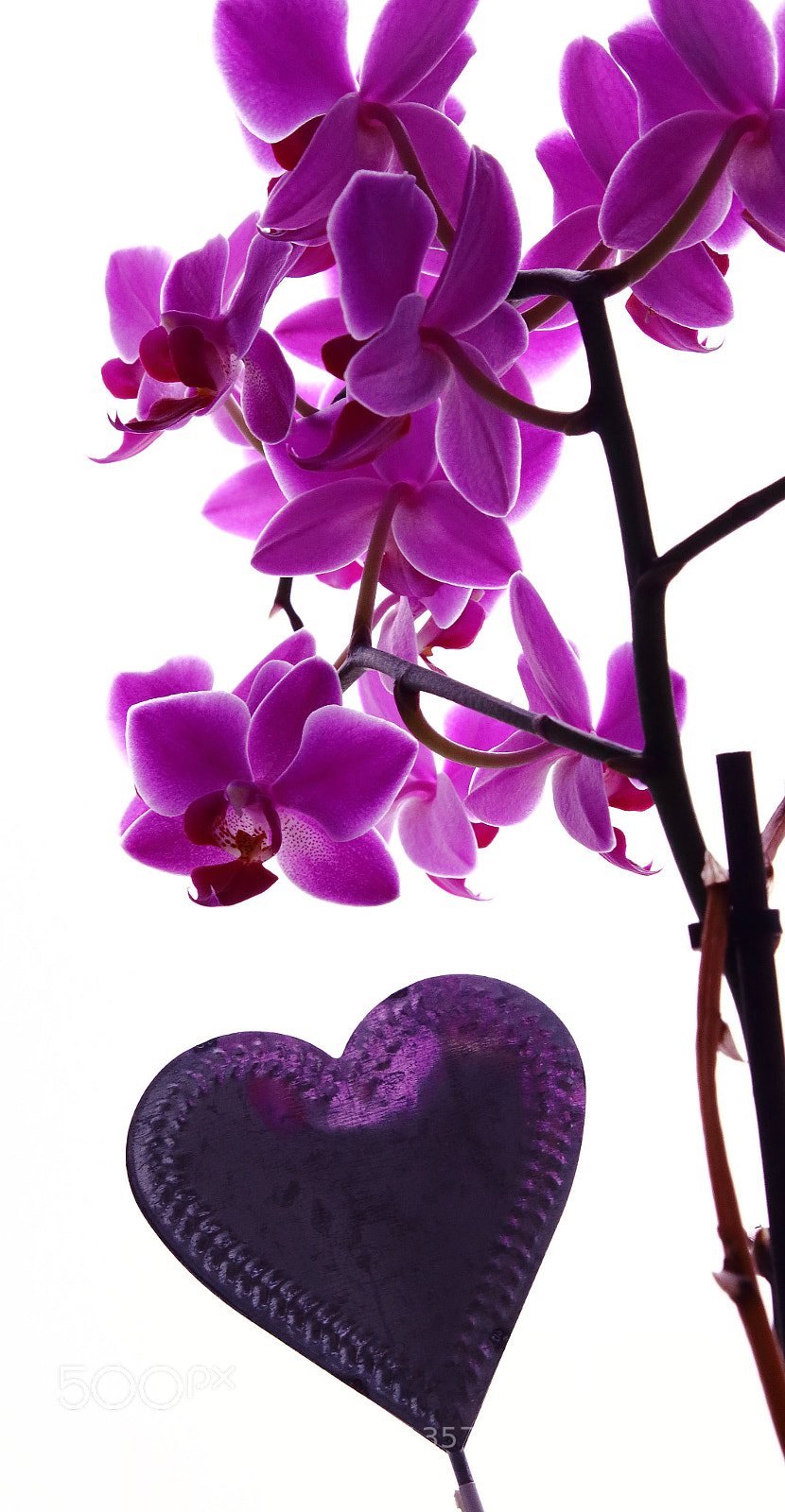 Canon EOS 70D sample photo. Purple love photography