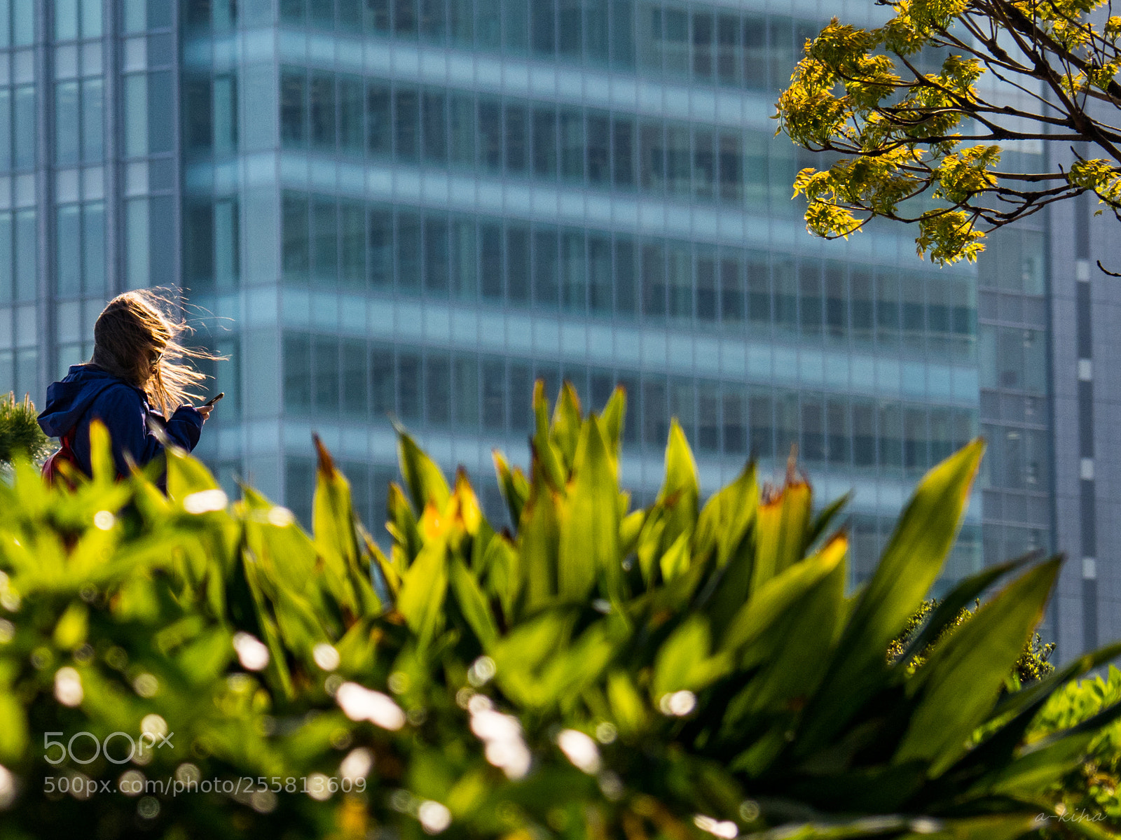 Olympus OM-D E-M1 Mark II sample photo. 風に吹かれて photography