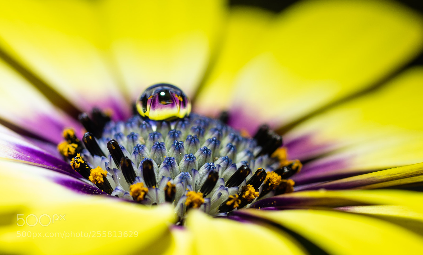 Sony a7R III sample photo. Daisy with dew photography