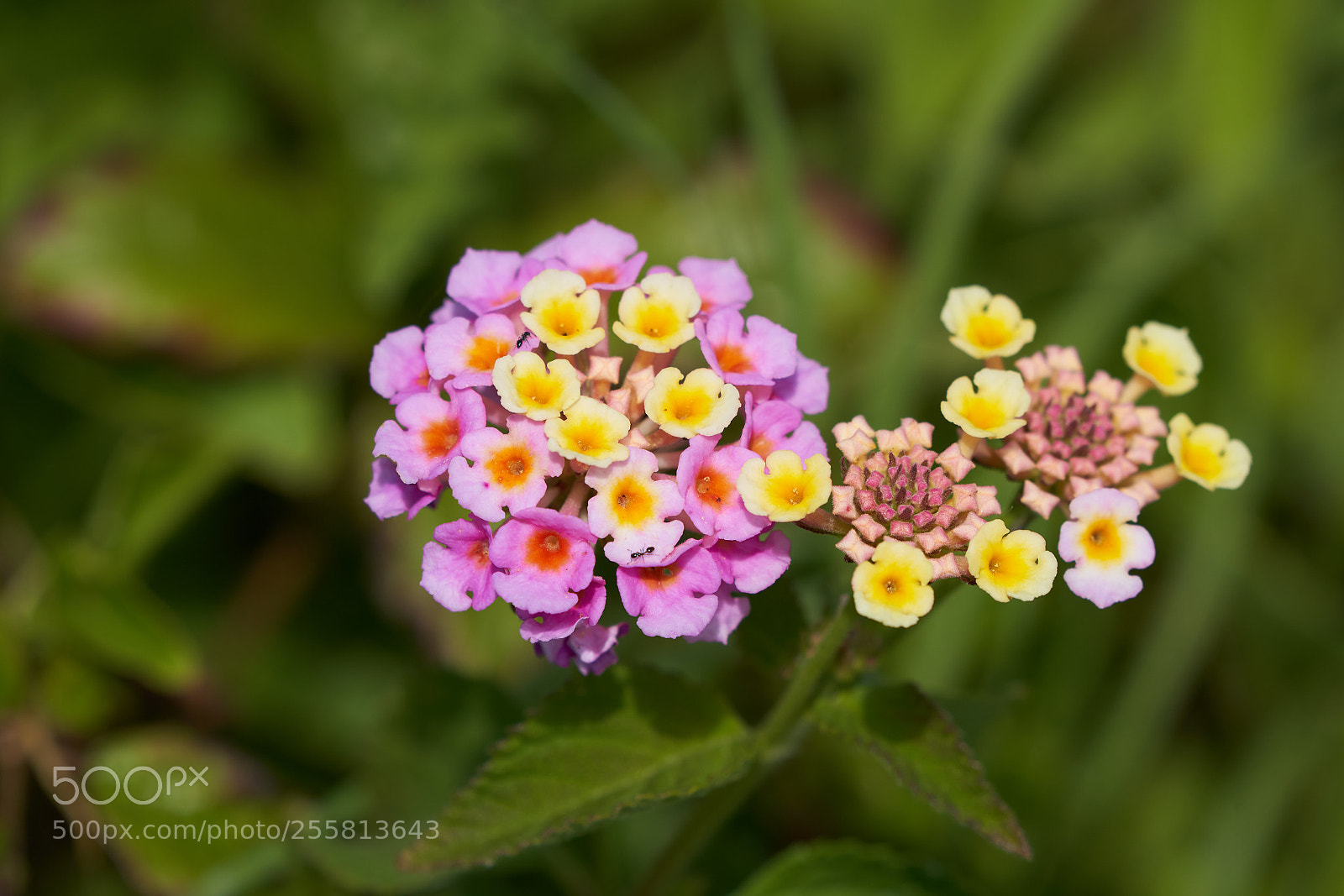 Sony a7R III sample photo. Native wildflower photography