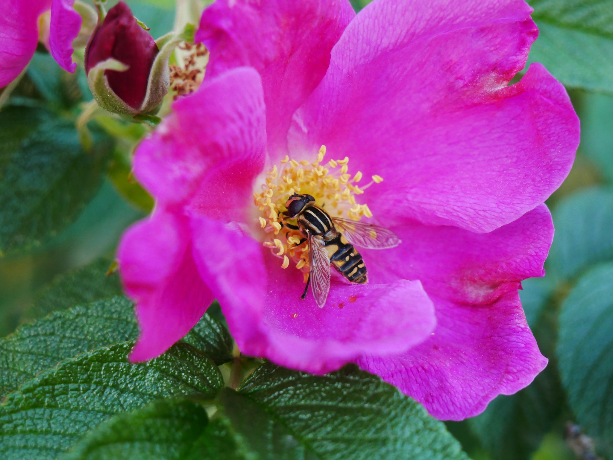 Panasonic Lumix DMC-G85 (Lumix DMC-G80) sample photo. Bee on the flower photography