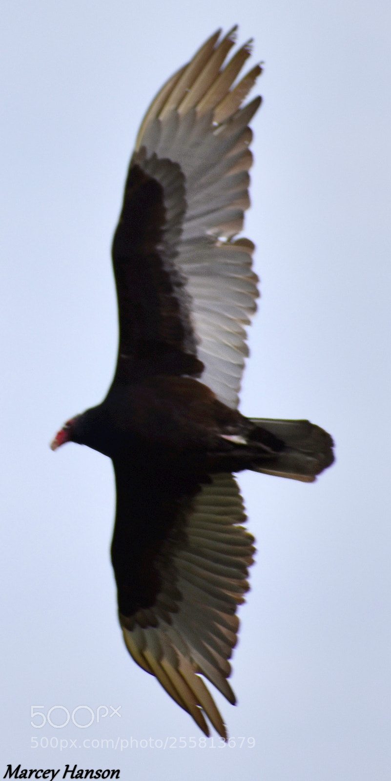 Nikon D3400 sample photo. () photography