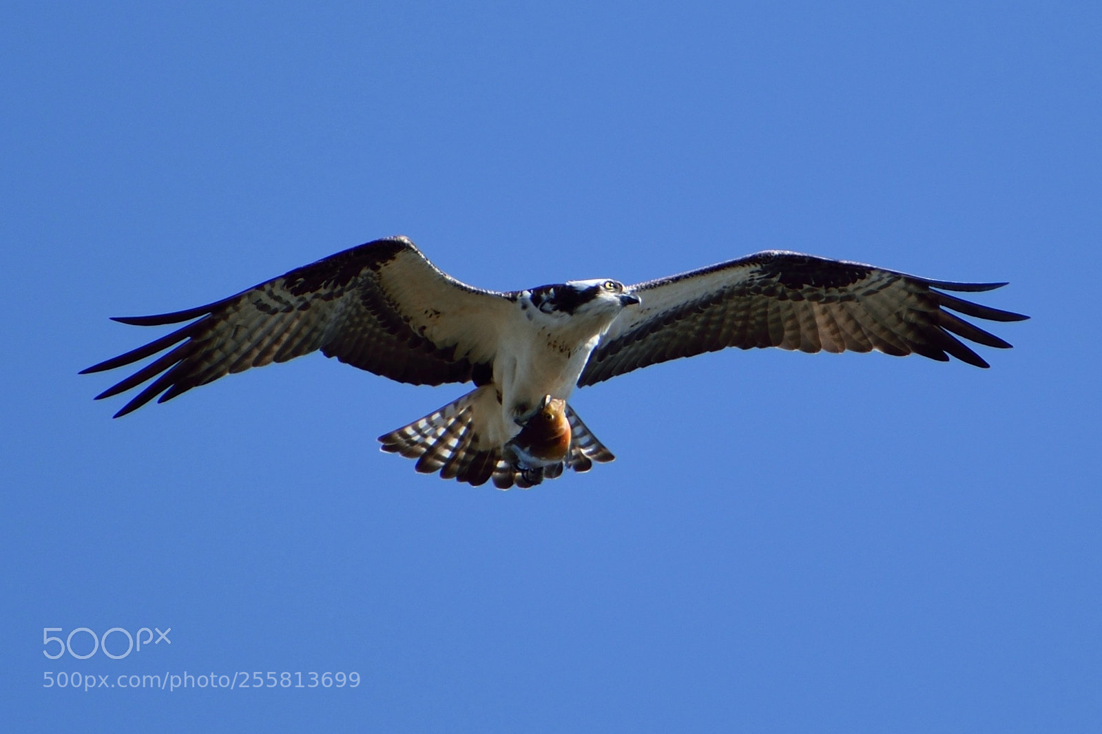 Nikon D5300 sample photo. Osprey fishing photography