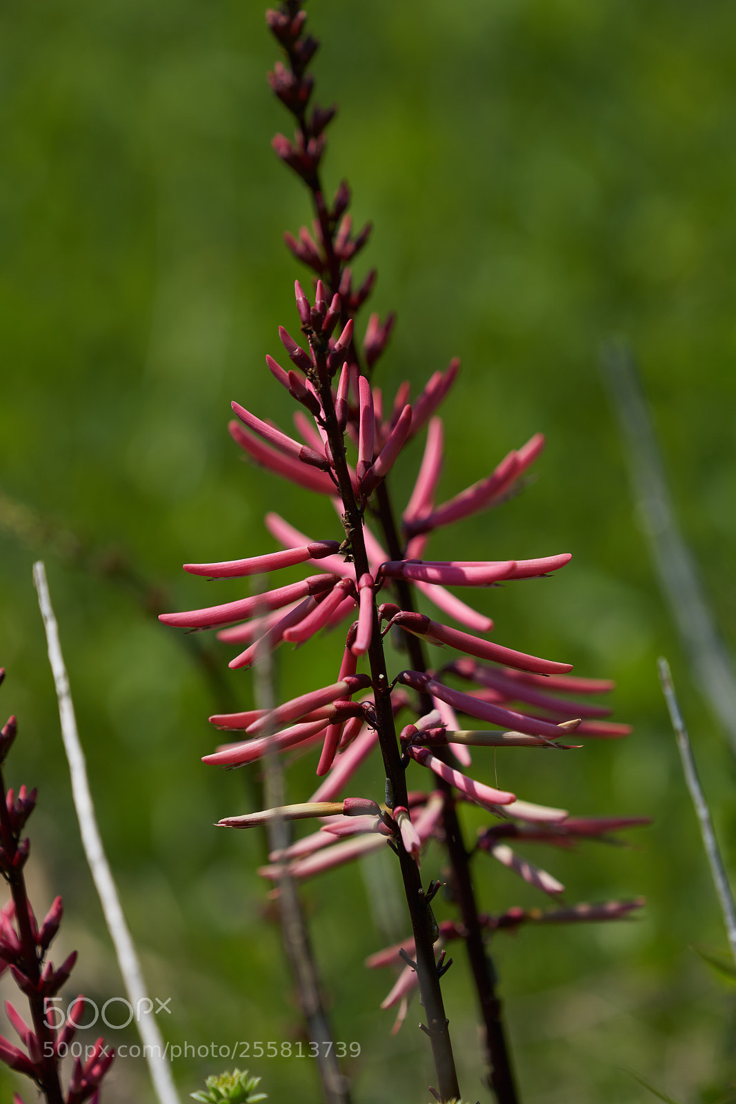 Sony a7R III sample photo. Native texas coastal plant photography