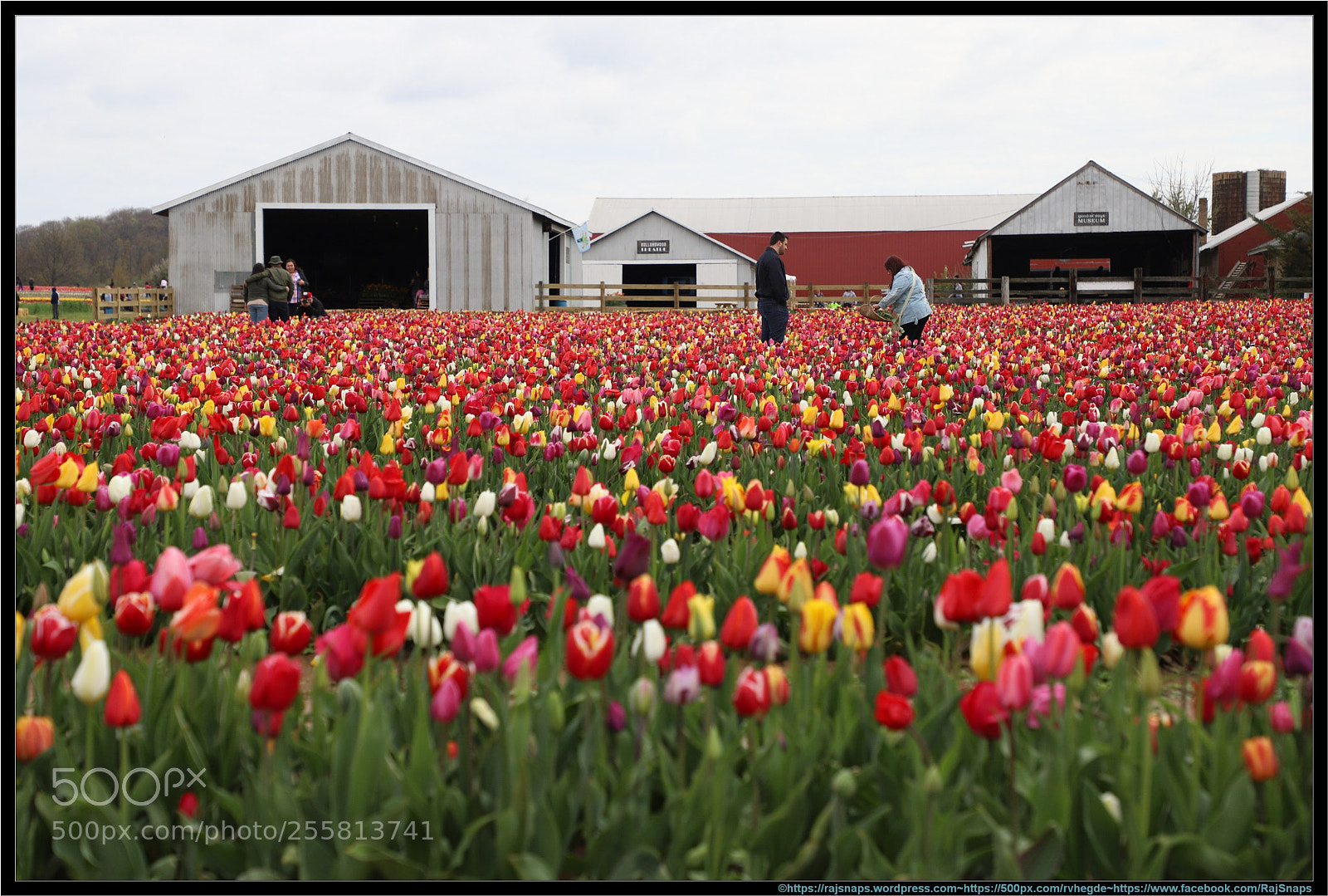 Canon EF 24-105mm F4L IS II USM sample photo. Flower picking !! photography