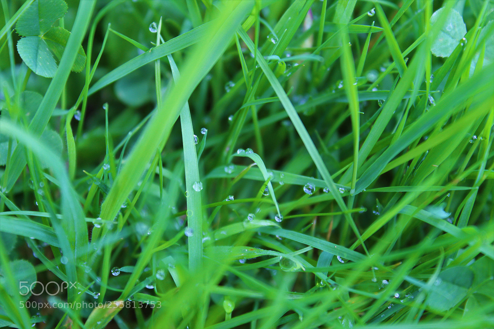 Canon EOS 600D (Rebel EOS T3i / EOS Kiss X5) sample photo. Img photography