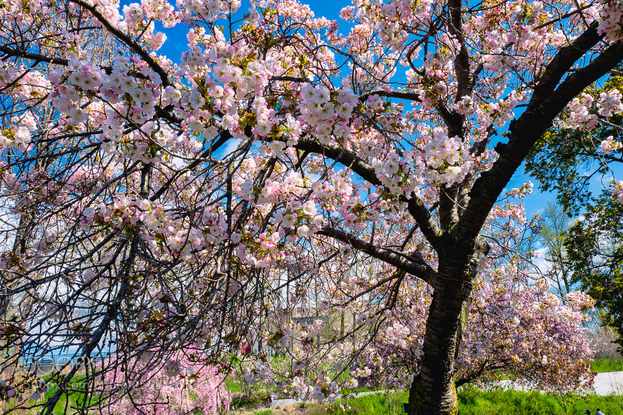 Leica Q (Typ 116) sample photo. Spring is here photography