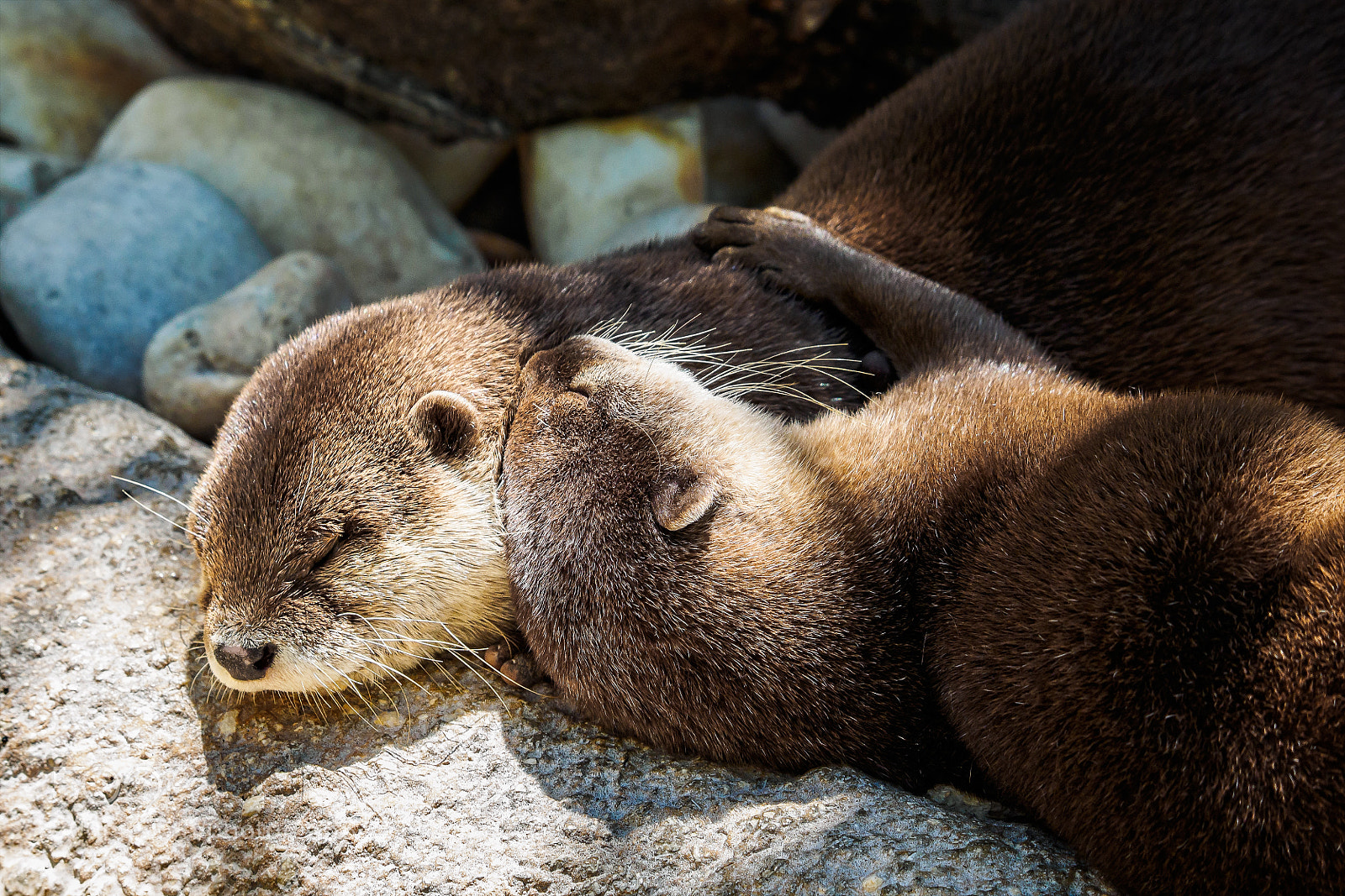 Olympus OM-D E-M1 sample photo. Asian small-clawed otters cuddling photography