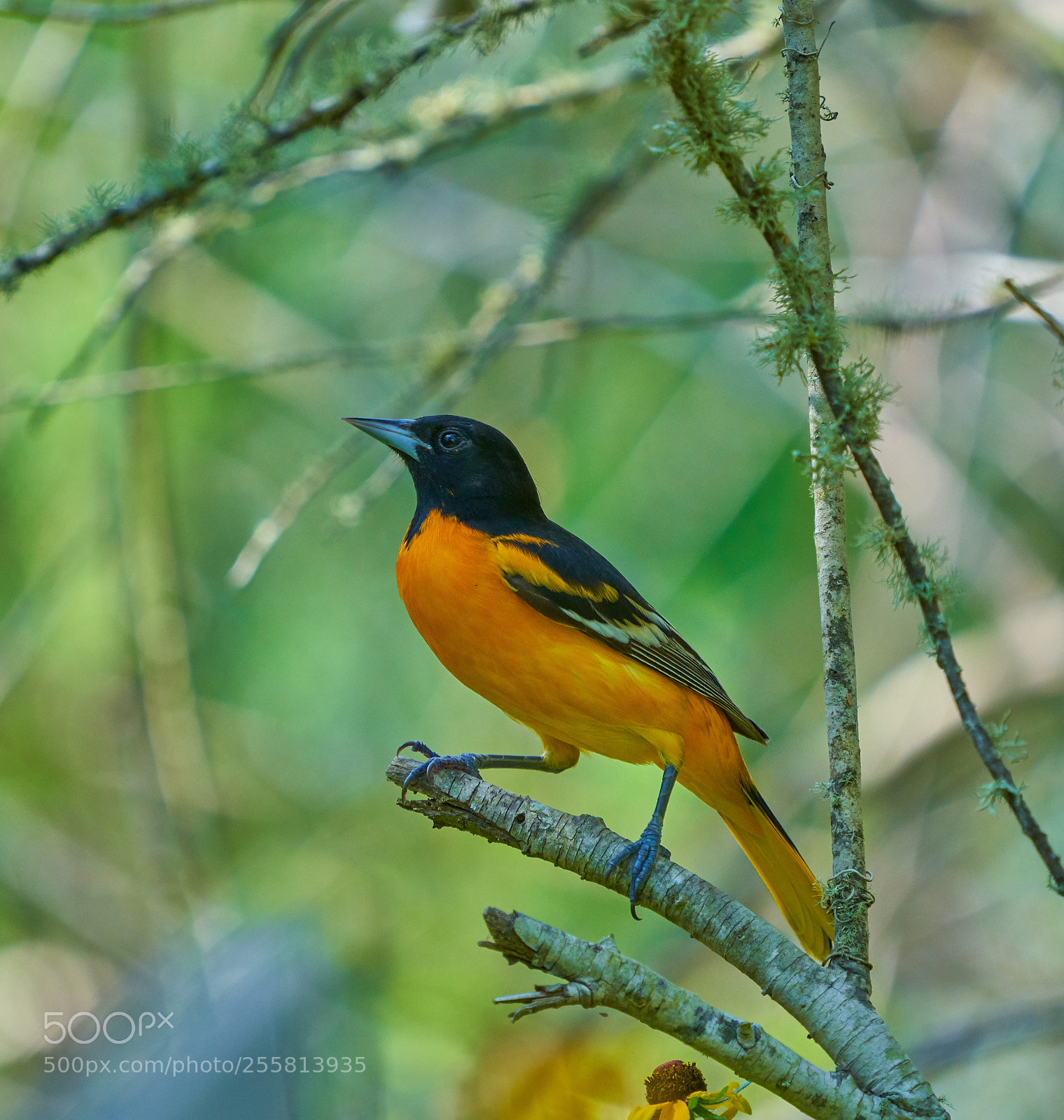 Sony a7R III sample photo. Baltimore oriole photography