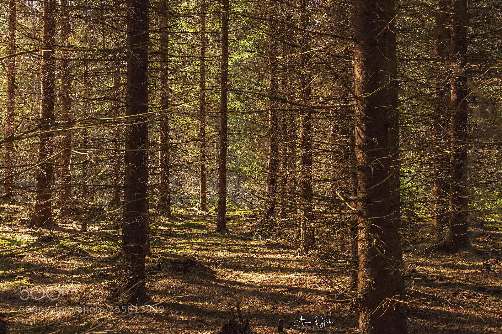 Canon EOS 70D sample photo. Meiko, nature reserve, kirkkonummi photography