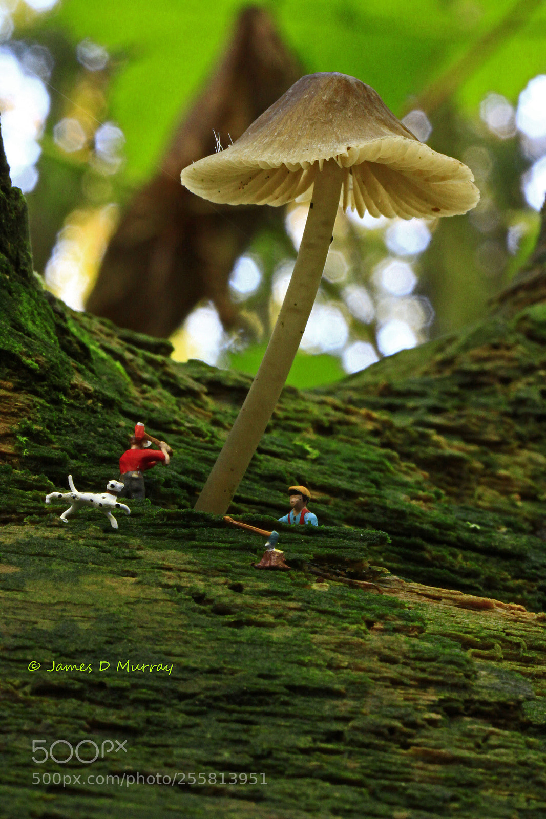 Canon EOS 50D sample photo. Jdm photography