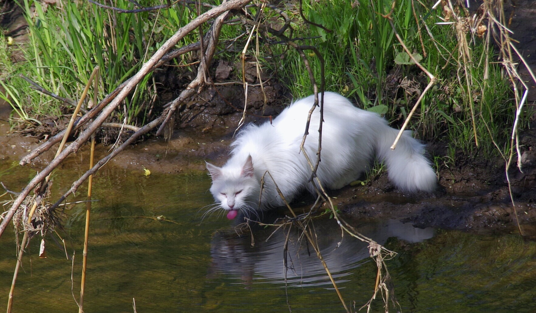 Pentax K-70 sample photo. White cat photography