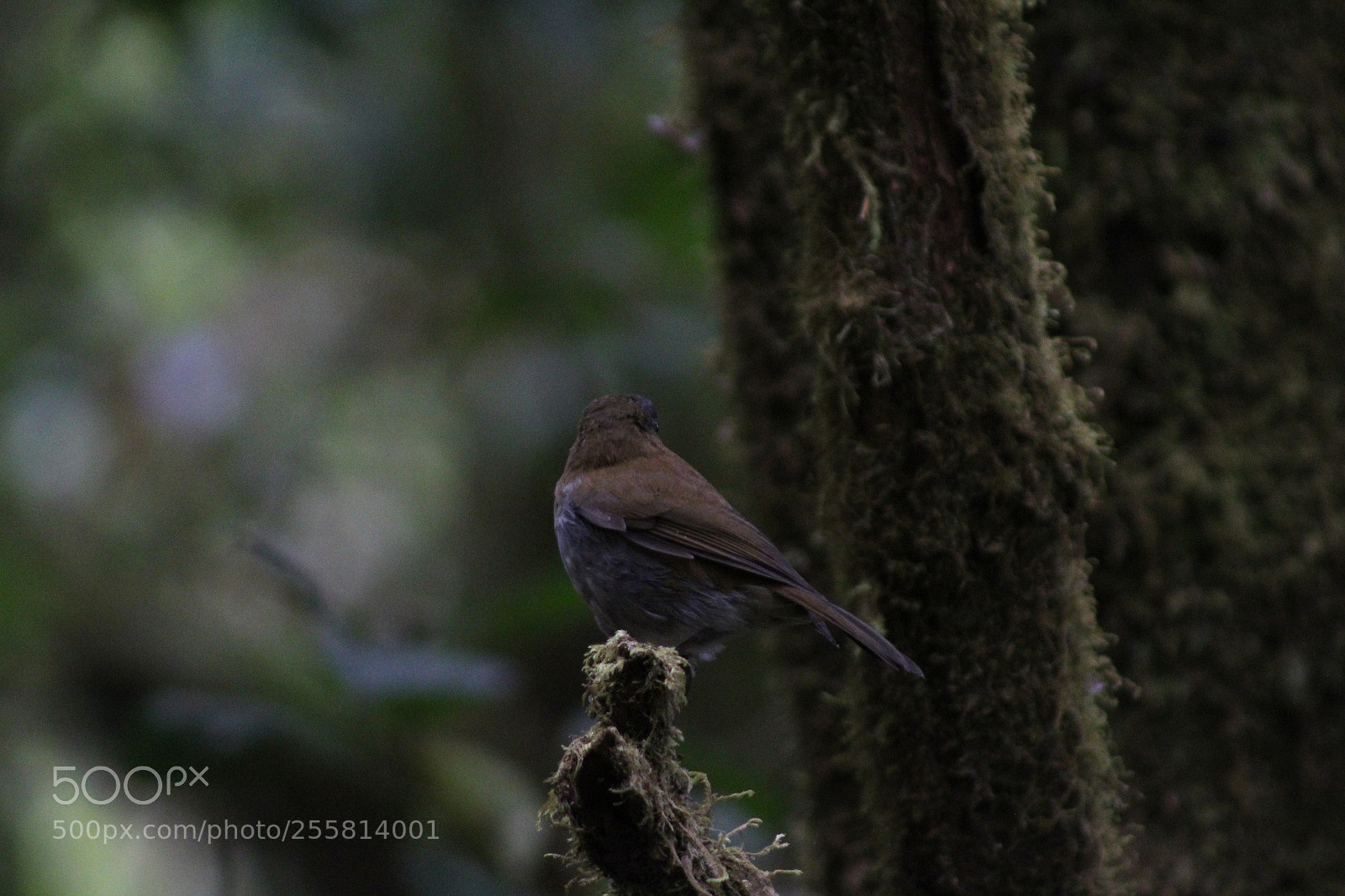 Canon EF 75-300mm f/4-5.6 sample photo. Bird photography