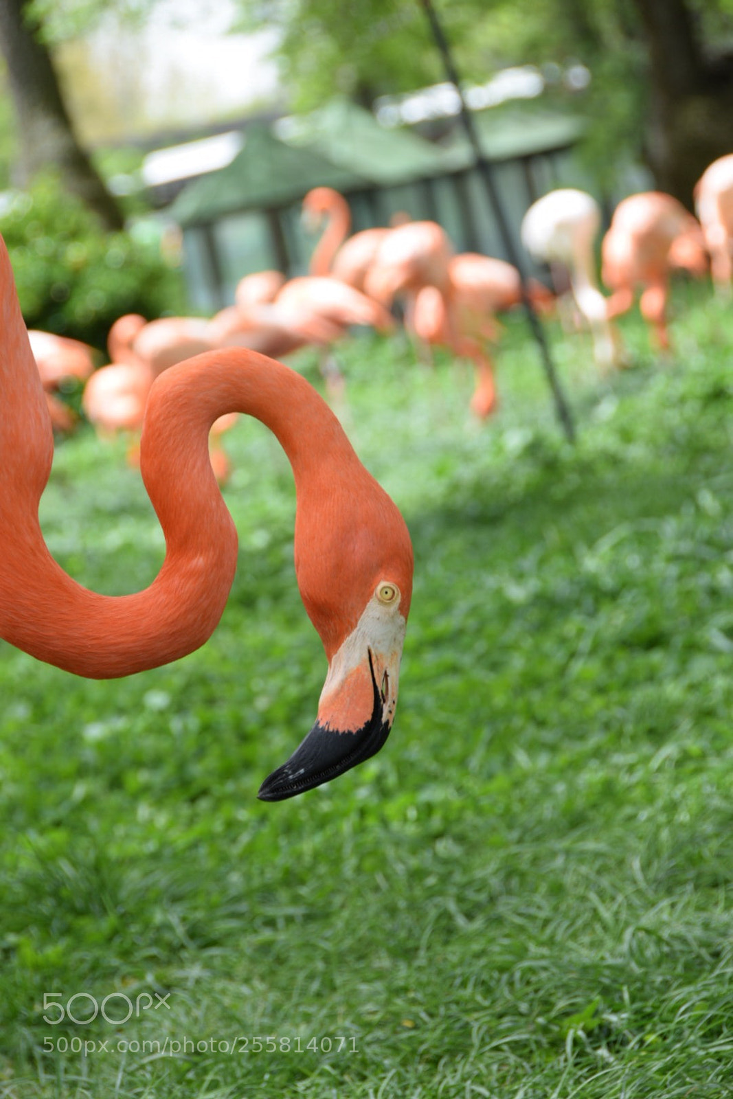 Nikon D5300 sample photo. Flamingo photography