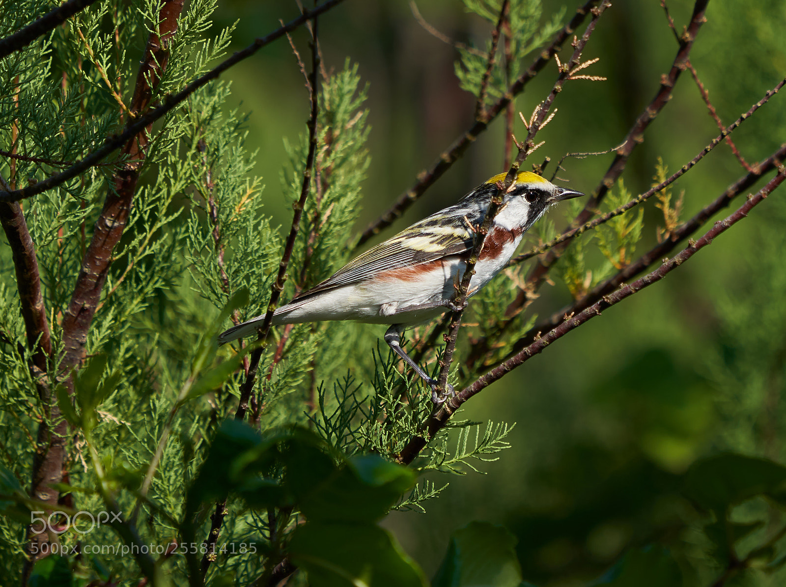 Sony a7R III sample photo. Chetnut-sided warbler photography