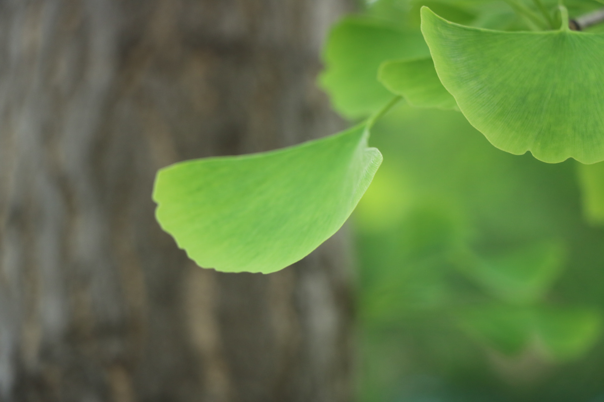Canon EOS 760D (EOS Rebel T6s / EOS 8000D) sample photo