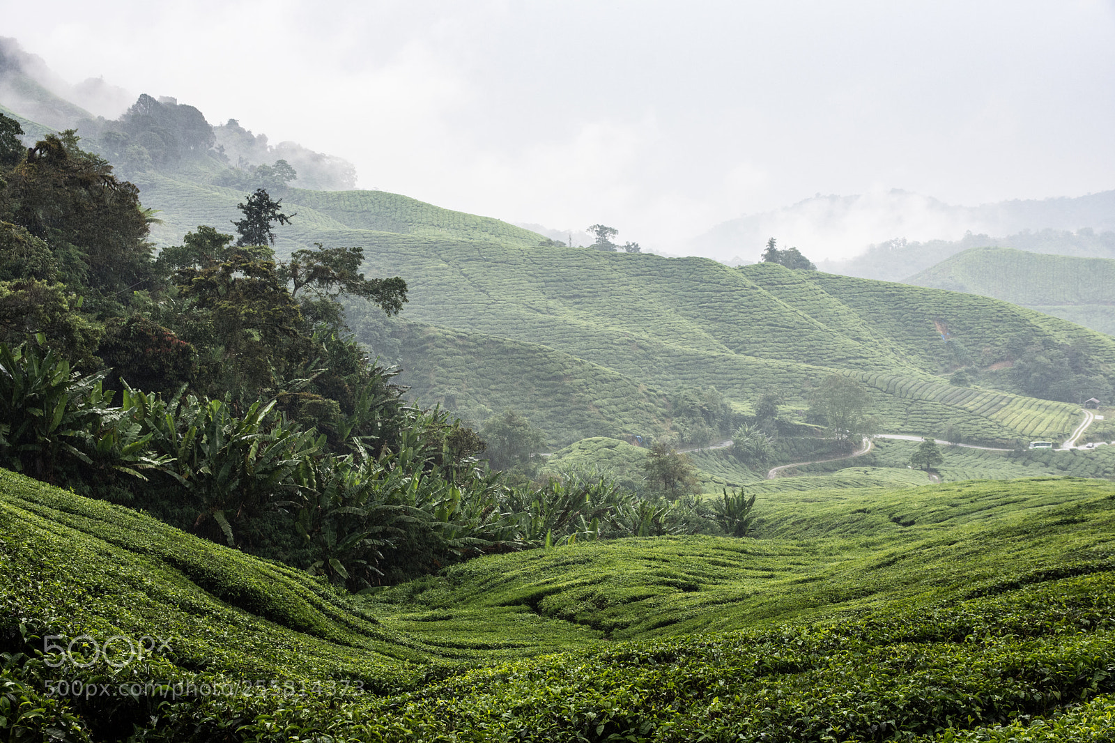 Nikon D7200 sample photo. Tea plantation photography