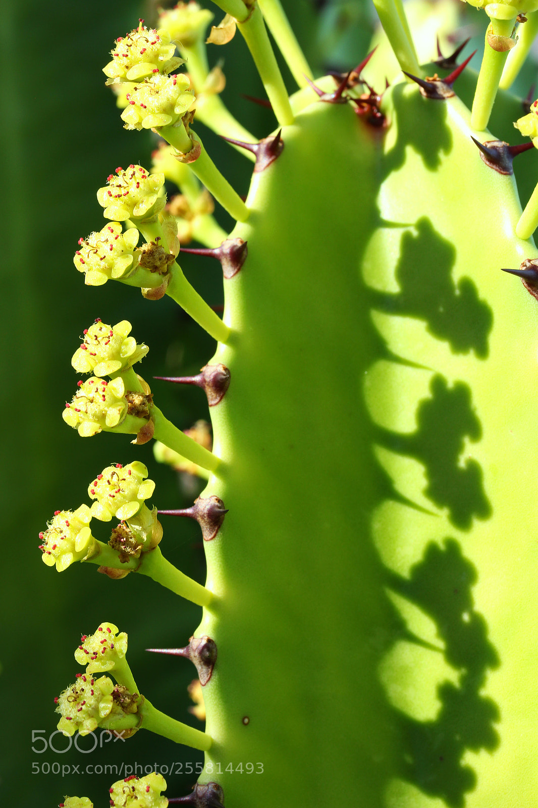 Canon EOS 700D (EOS Rebel T5i / EOS Kiss X7i) sample photo. Img photography