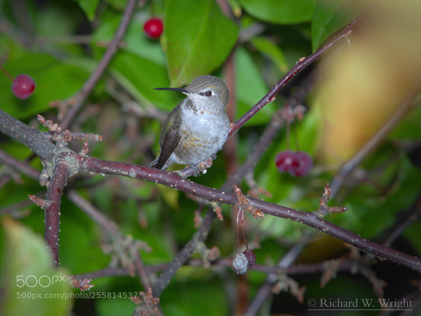 Olympus OM-D E-M1 Mark II sample photo. Hummingbird in crabapple tree photography