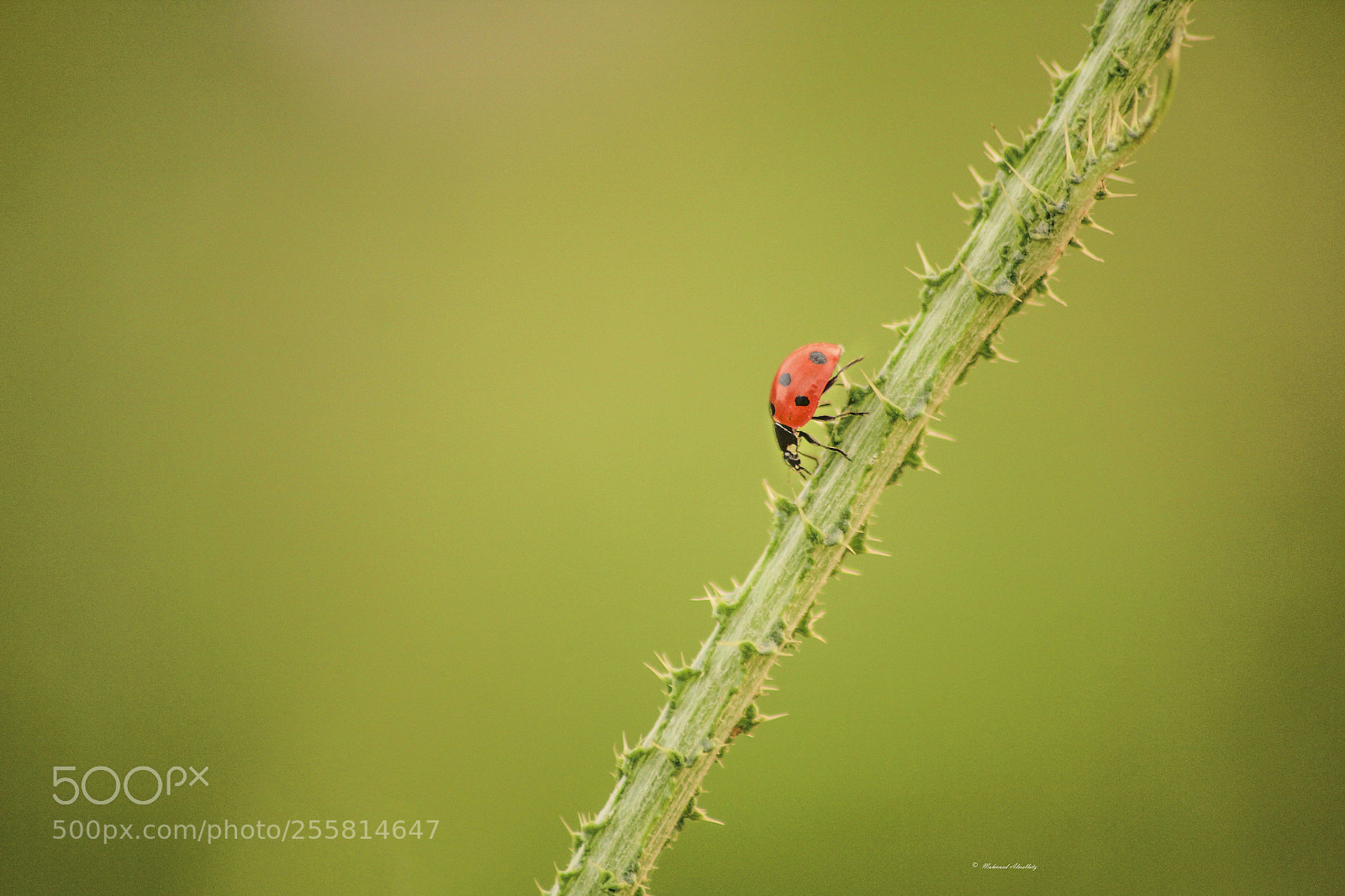 Canon EOS 60D sample photo. Ladybird photography
