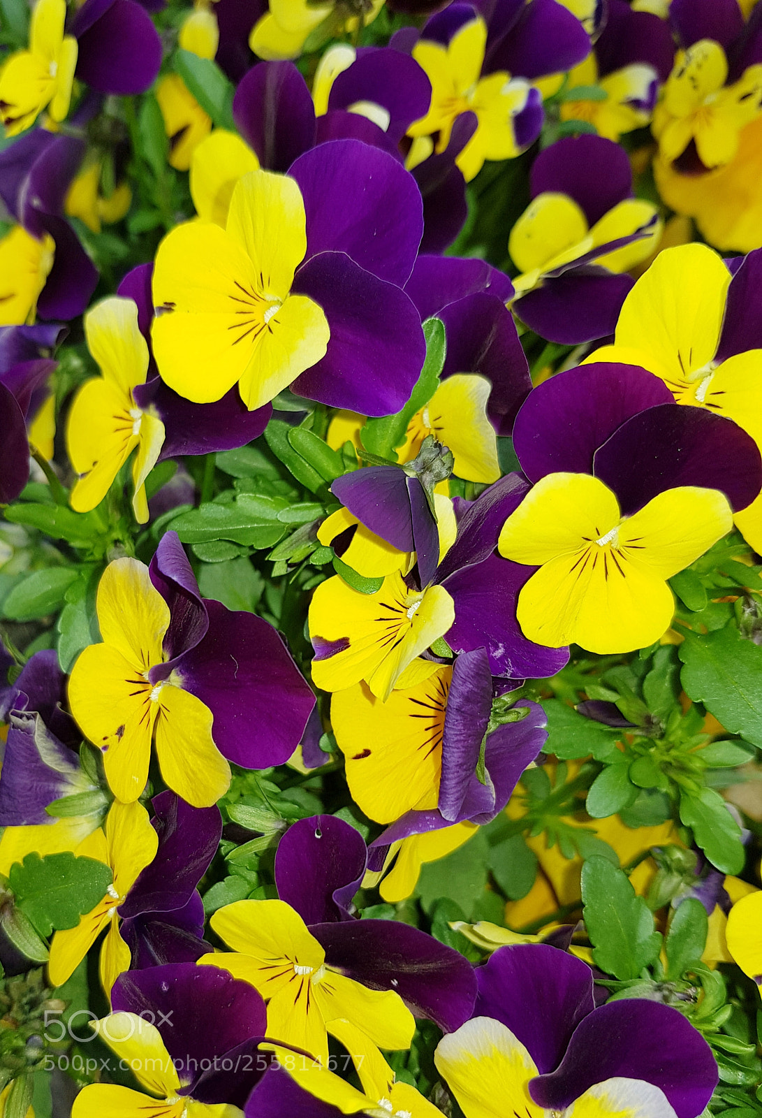 Samsung Galaxy S8+ sample photo. Pansies photography