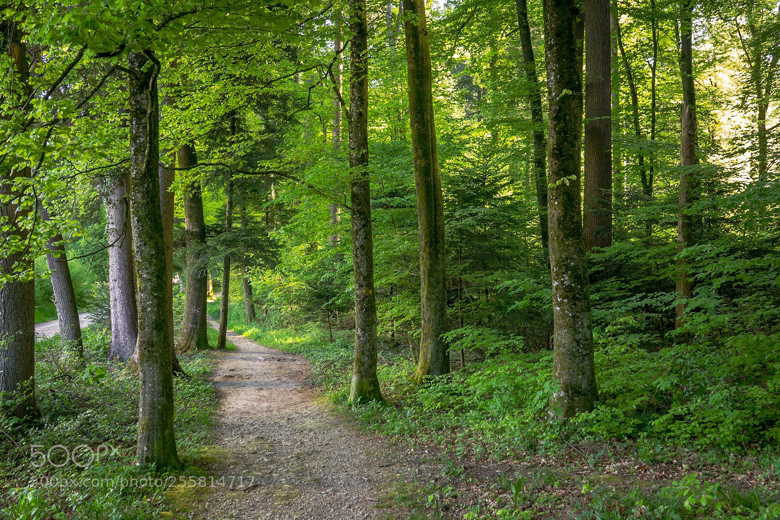 Sony Cyber-shot DSC-RX10 III sample photo. Forest path photography