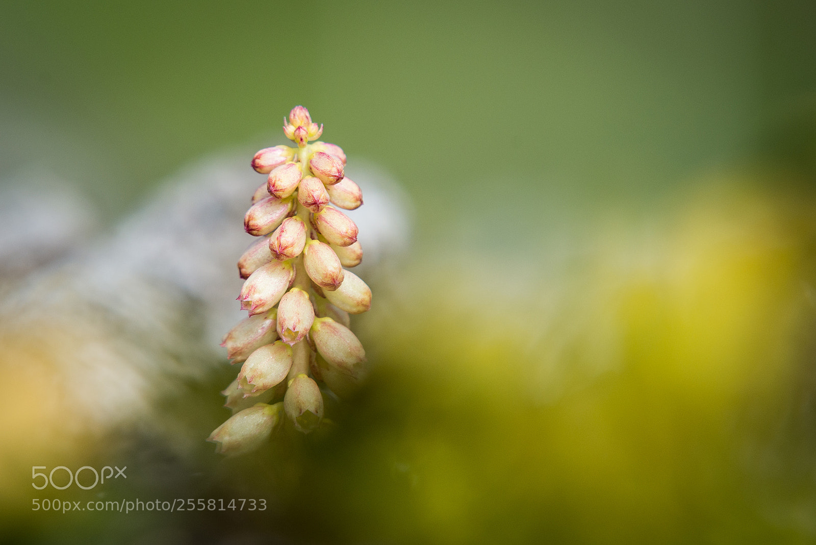 Nikon D610 sample photo. Nature #1 photography