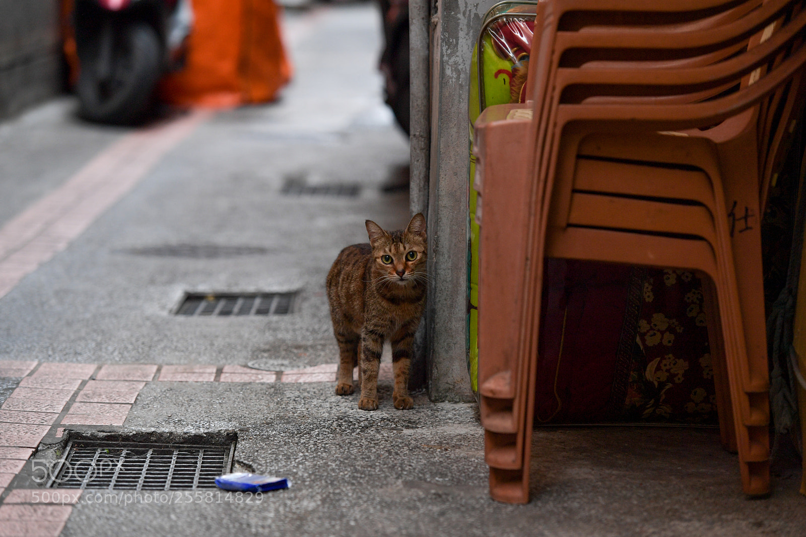 Nikon D5 sample photo. 街貓 photography