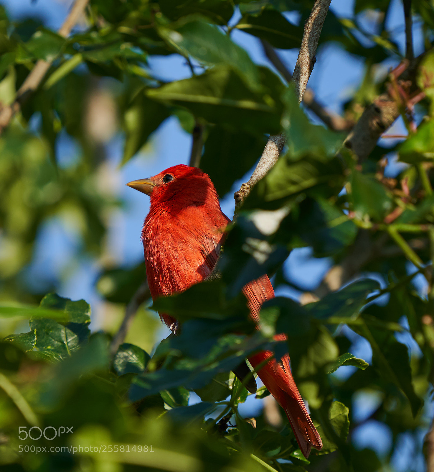 Sony a7R III sample photo. Summer tanager photography
