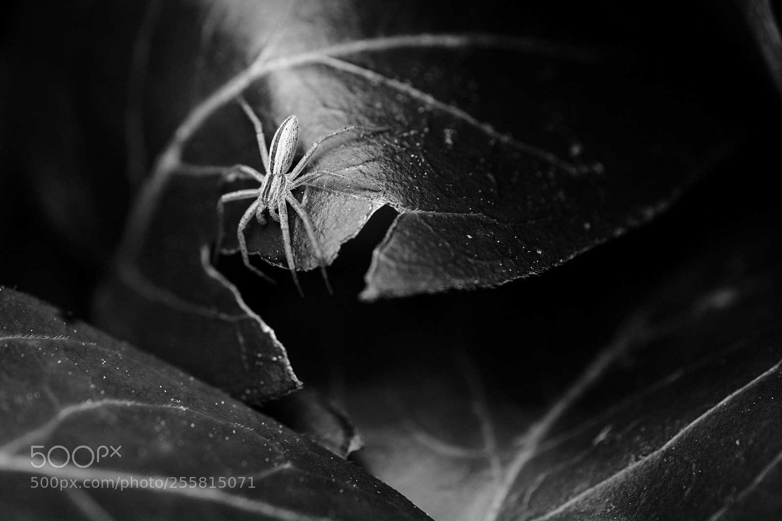 Fujifilm X-T2 sample photo. Spider and periwinkle leaves. photography